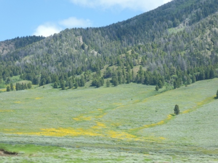 Day 12 Yellowstone 6-18 (1)