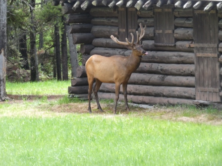 Day 10 Yellowstone 6-18 (23)