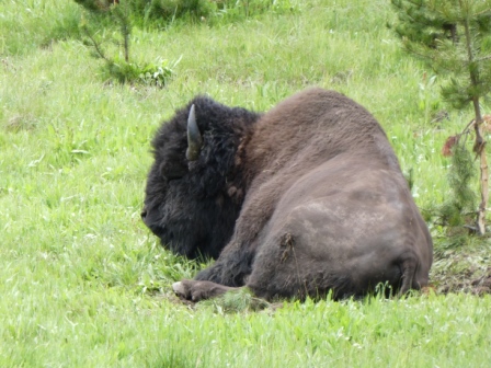 Day 10 Yellowstone 6-18 (29)