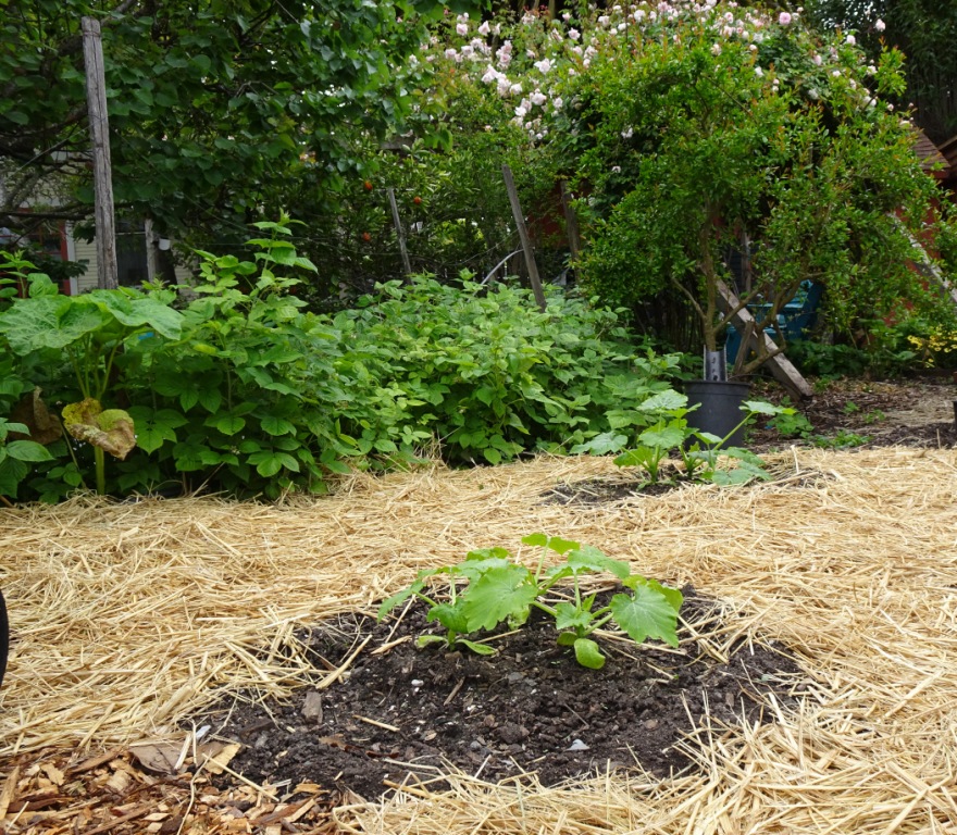 Garden 04-20-20 (11)