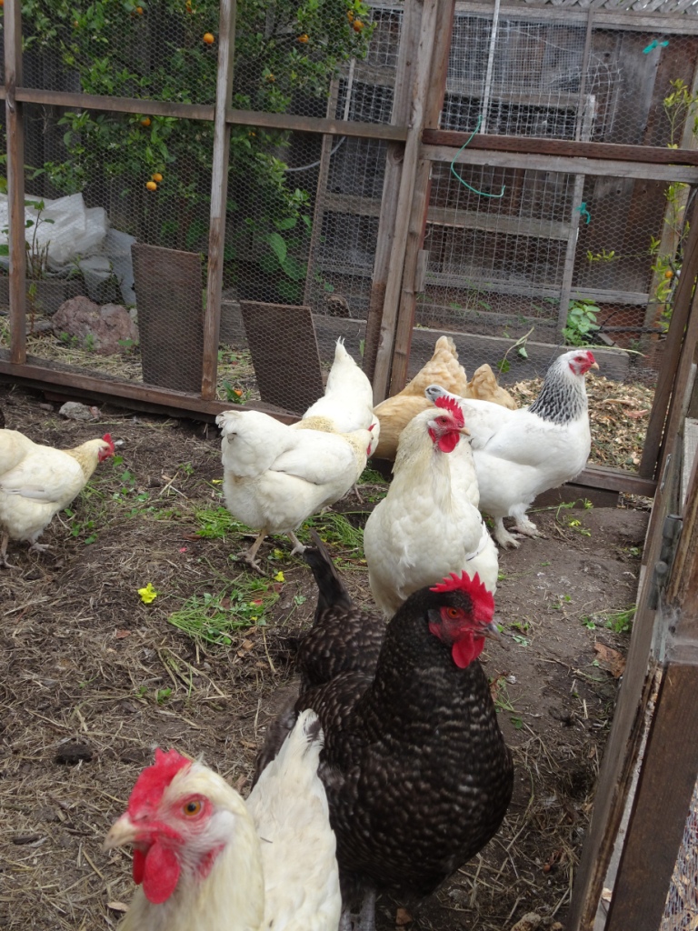 Garden 04-20-20 (14)