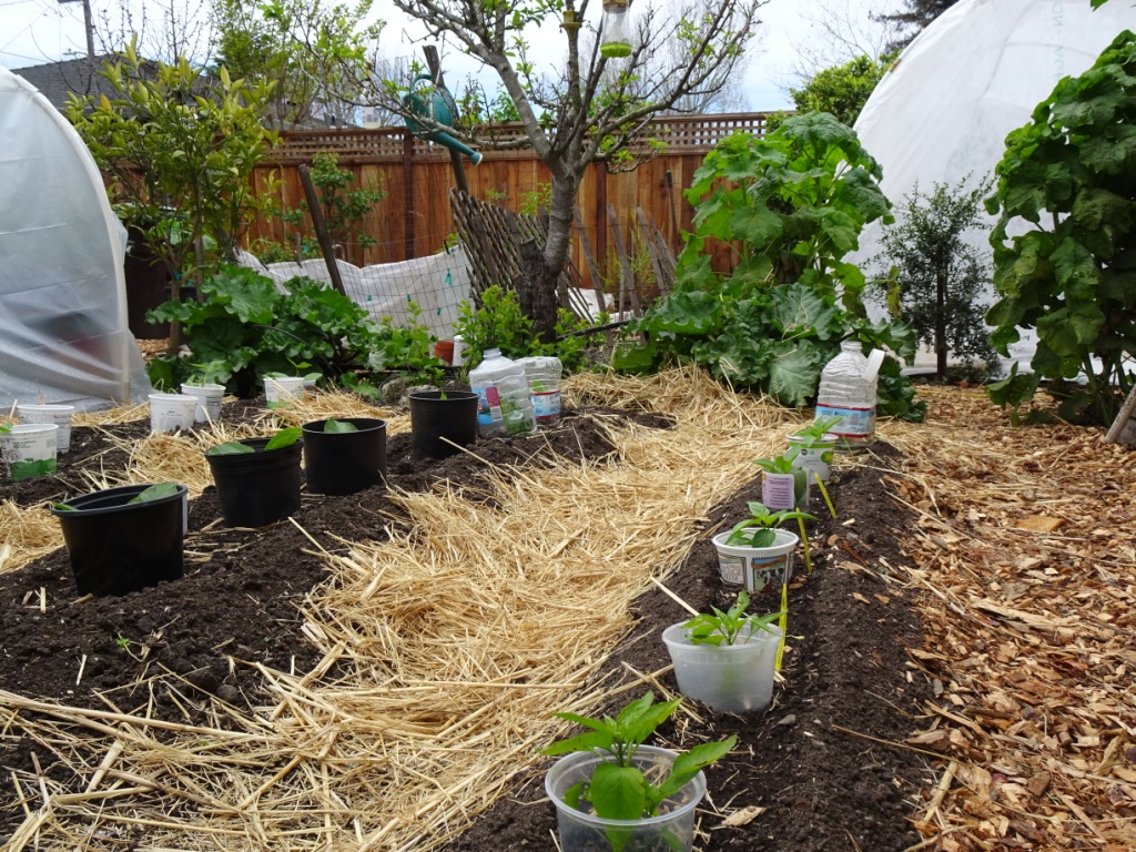 Garden 04-20-20 (15)