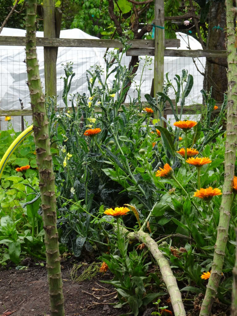 Garden 04-20-20 (16)