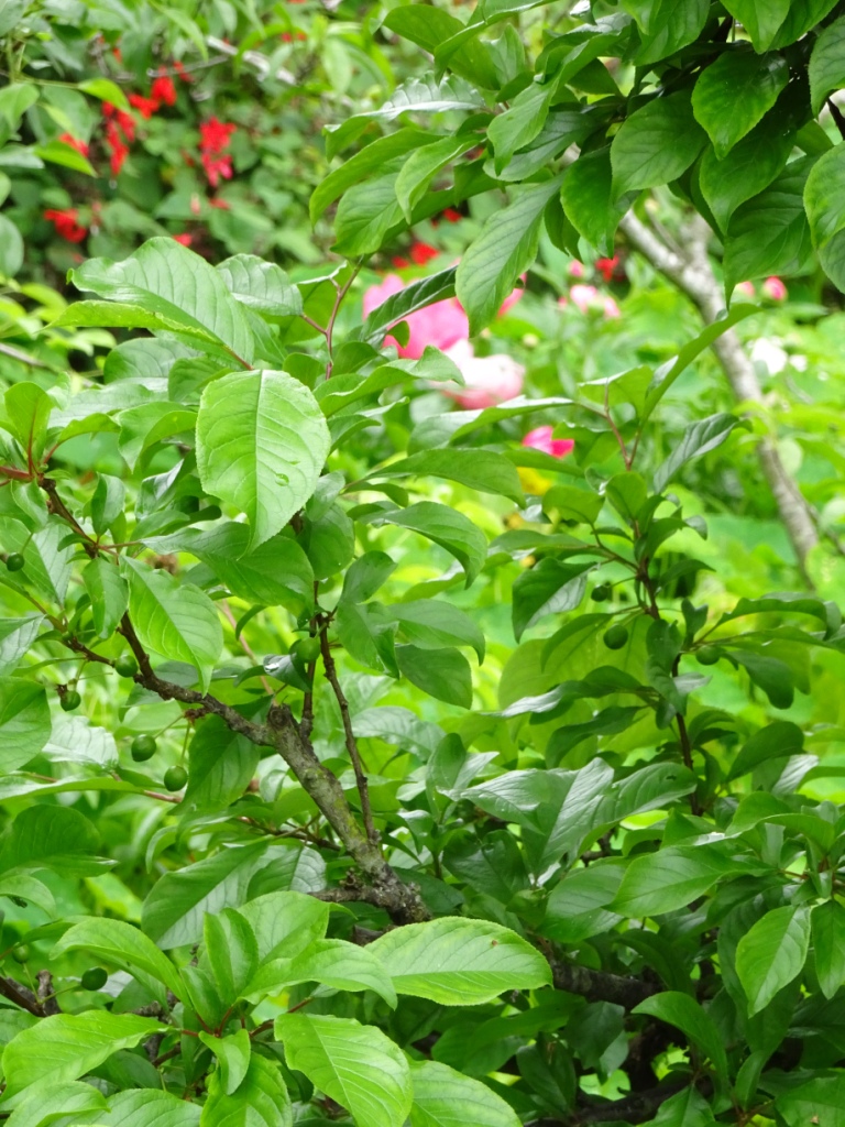 Garden 04-20-20 (17)