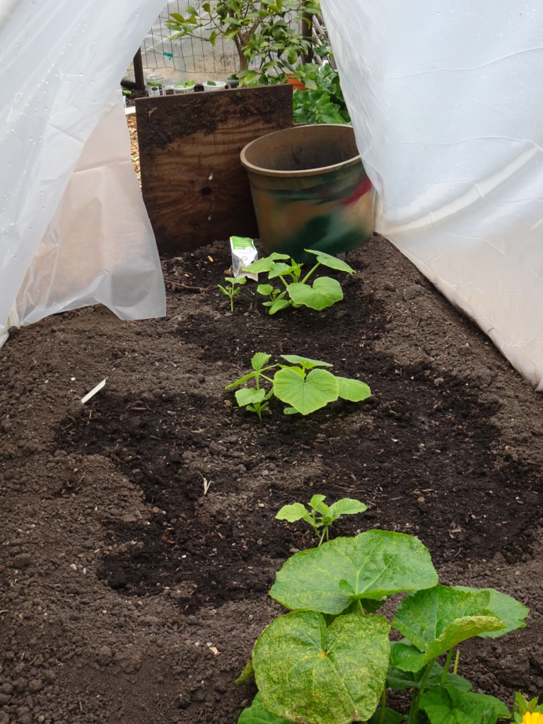 Garden 04-20-20 (18)