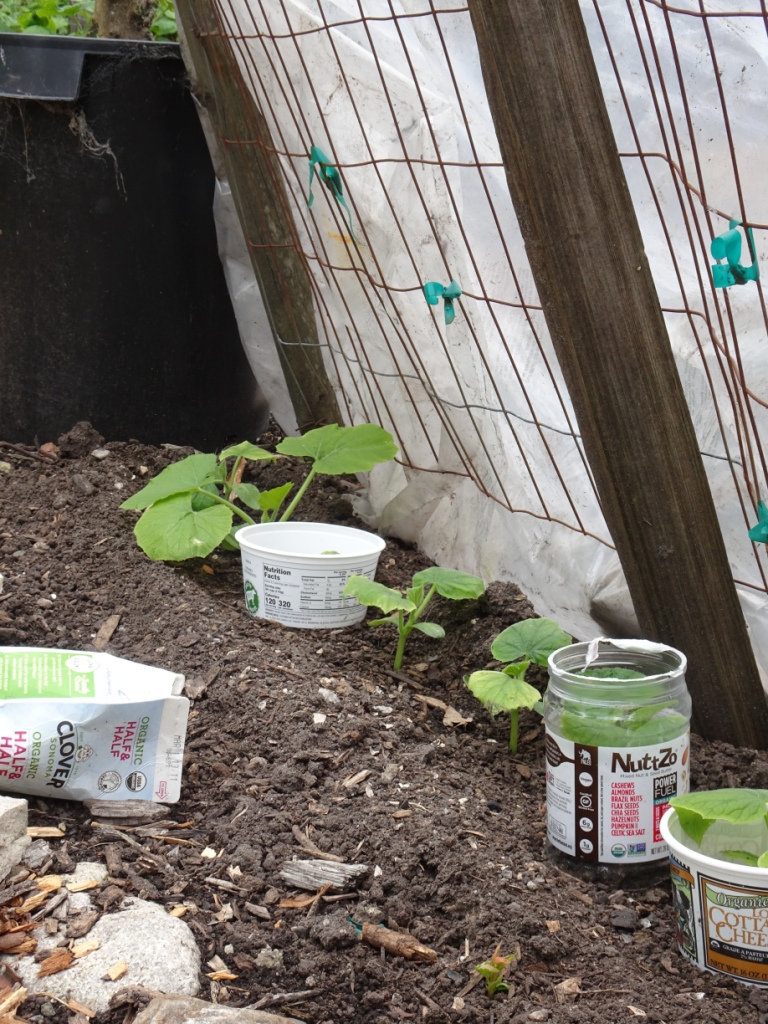 Garden 04-20-20 (19)