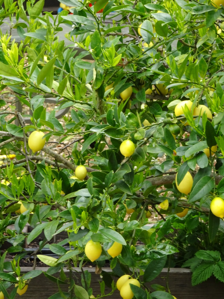 Garden 04-20-20 (20)